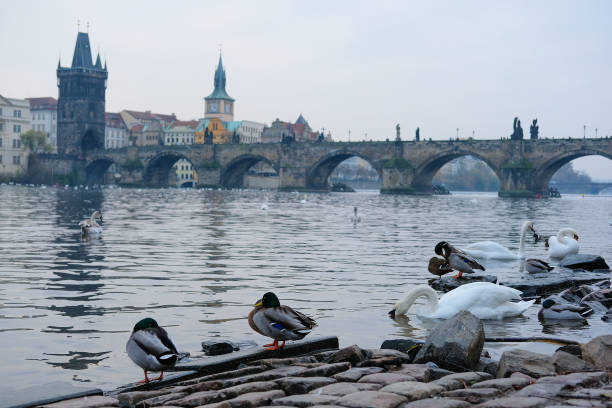 istock Swams on Vitava river in Prague 641547502