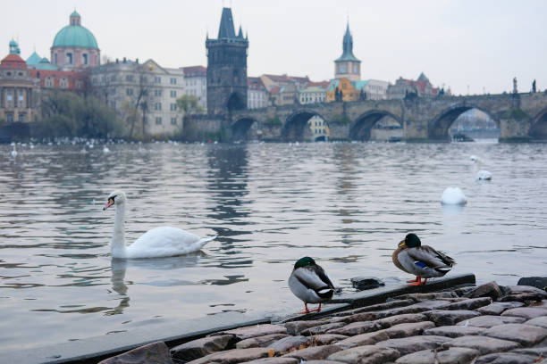 istock Swams on Vitava river in Prague 641547510
