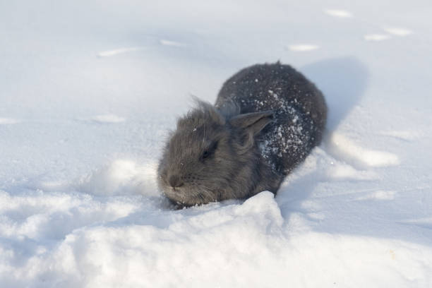 istock portrait of rabbit on snow 641549468