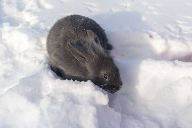istock portrait of blue rabbit 641549476