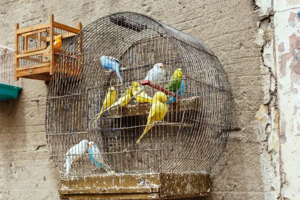 Photo of Birds cage.