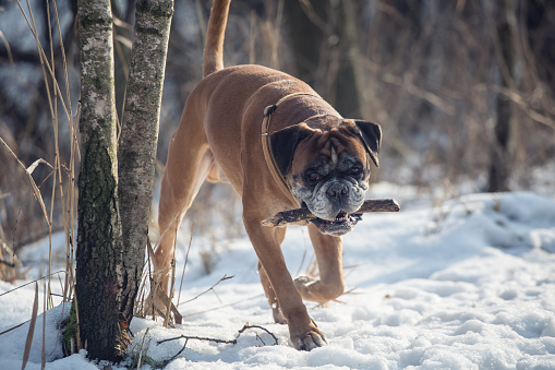 Boxer dog in the park.