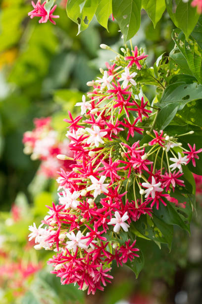 creeper flowers - honeysuckle pink imagens e fotografias de stock