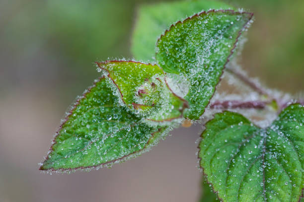 istock Dew leaves in morning 641556330