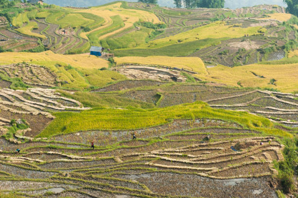 istock Vietnamese rice terraced paddy field in harvesting season. 641556344