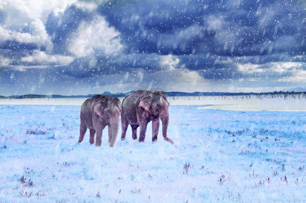 Two elephants in a snowfall in winter