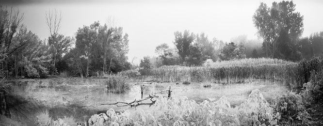 Marsh in summer