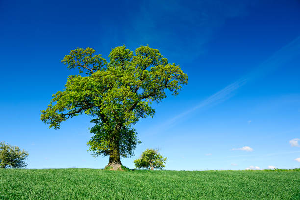 istock Mighty Oak Tree in Green Field, Spring Landscape under Blue Sky 641563010