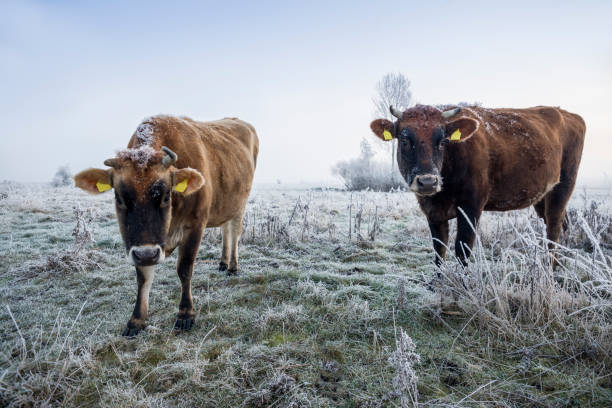 istock Cows on frozen foggy pasture 641563778