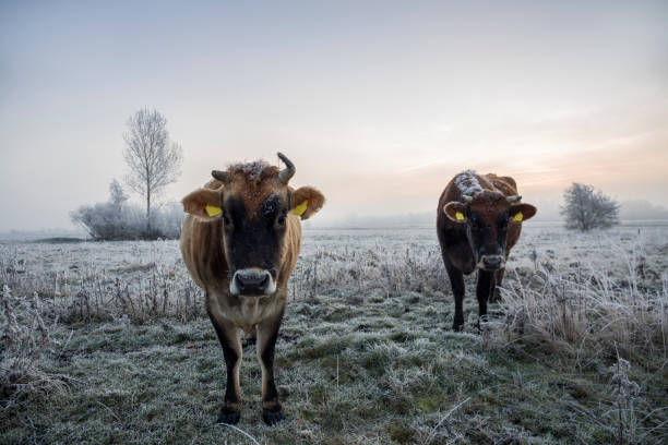 istock Cows on frozen foggy pasture 641563818