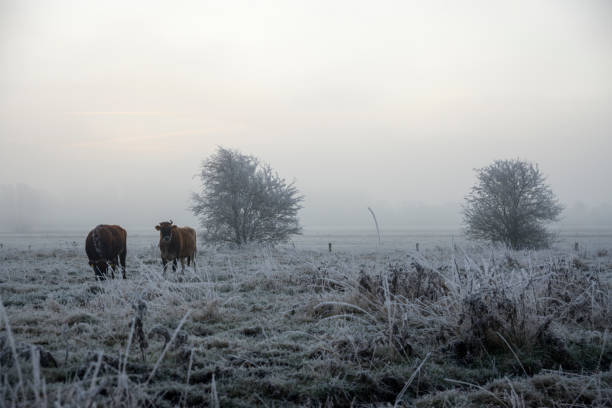 istock Cows on frozen foggy pasture 641564216