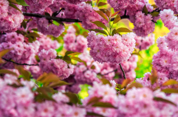 istock pink flowers of sakura branches 641564466
