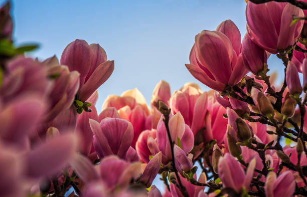istock magnolia flowers on a blurry background 641564670
