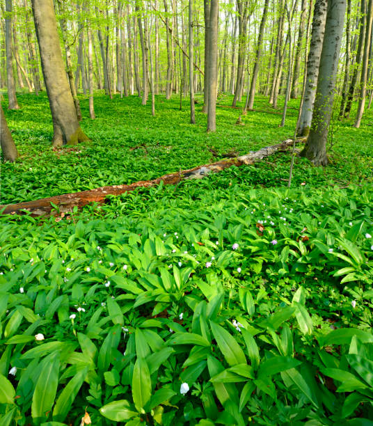 aglio di legno che copre il pavimento della foresta nella foresta naturale di faggi - beech tree wilderness area forest log foto e immagini stock