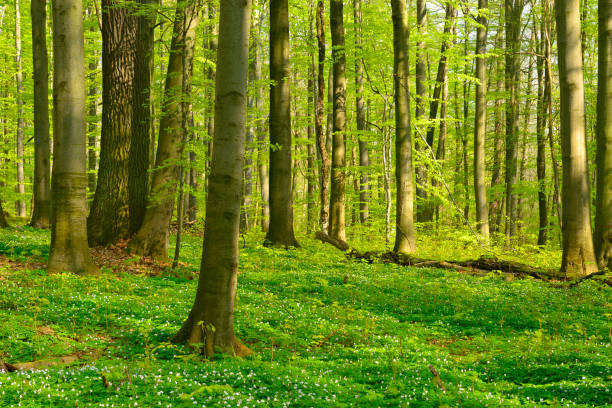 foresta di faggi illuminata dal sole in primavera - beech tree wilderness area forest log foto e immagini stock