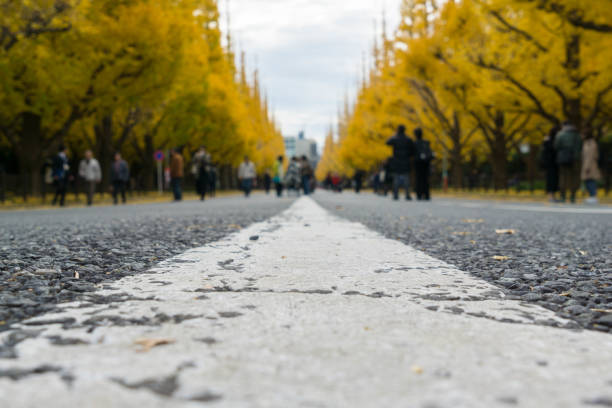 istock Street line and surface with yellow autumn leaves 641565198