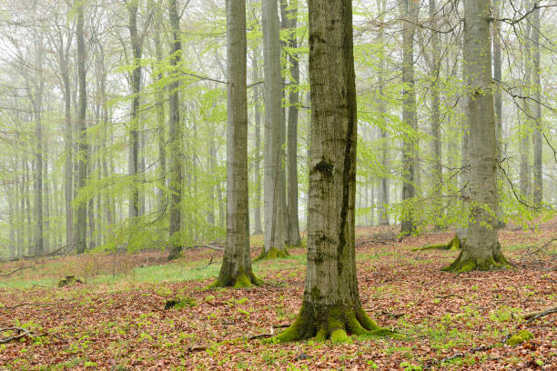 brumoso bosque de haya en la temprana primavera, hojas de color verde fresco - beech tree wilderness area forest log fotografías e imágenes de stock
