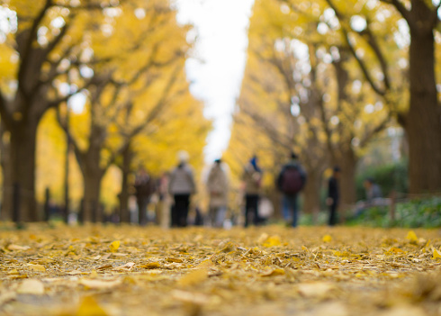 Selective focus, walkway covered with yellow ginkgo leaves, Autumn