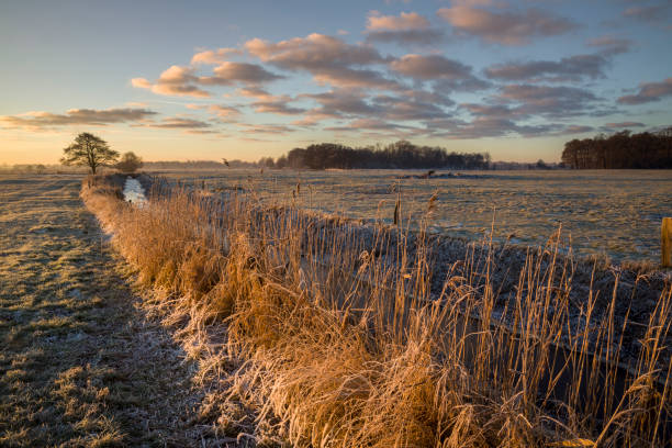 istock Common reed in morning light at frozen ditch on pasture 641566632