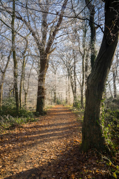 istock Footpath and frozen trees in forest 641566758