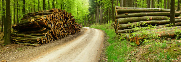 Piles of Lumber along Small Road trough Mixed Forest Firewood stacked up on both sides of forest road single lane road footpath dirt road panoramic stock pictures, royalty-free photos & images