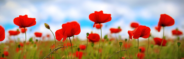 Red poppies against the blue sky.Poppies on green field.