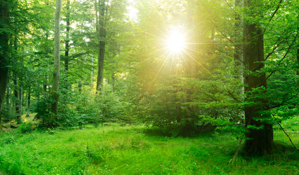 istock Sunbeams in Foggy Forest 641568198