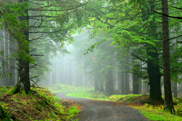 istock Hiking Trail through Natural Foggy Spruce Tree Forest 641568984