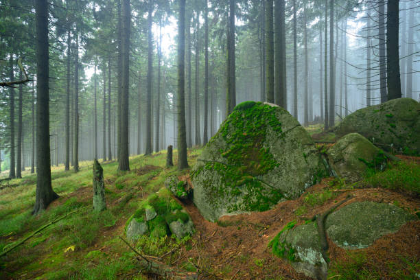 Huge boulders covered by moss in natural foggy Forest of spruce trees