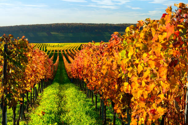 istock Vineyards in Autumn Landscape 641570126