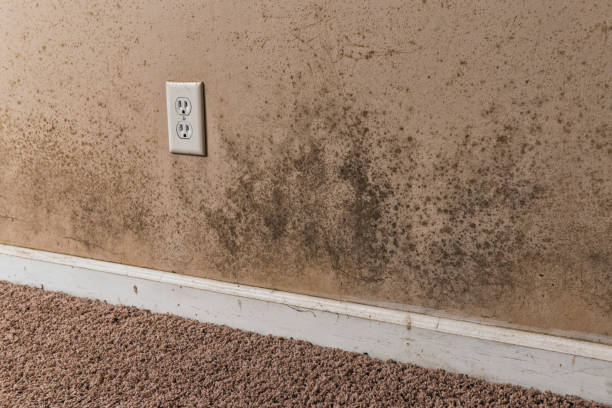 Brown and Black Mold on basement walls of a home Brown and Black mold growing along the bottom of the walls in the basement of a home. This home has some drainage issues around the perimeter of their foundation which leads to hydrostatic pressure forcing moisture through the foundation walls and without proper ventilation this mold can grow on organic materials like the paper of the drywall, the paint and the wood to frame the basement. mildew stock pictures, royalty-free photos & images