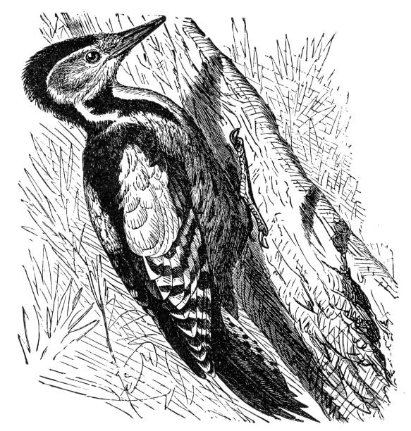 The great spotted woodpecker (Dendrocopos major) Antique illustration of The great spotted woodpecker (Dendrocopos major) dendrocopos major stock illustrations