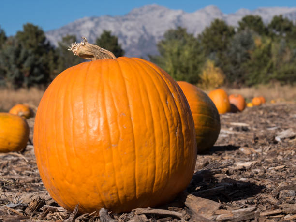 istock Halloween Pumpkins in a Pumpkin Patch 641571156