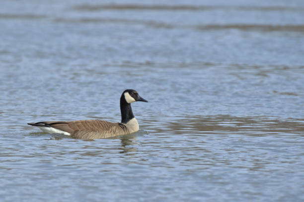 istock Canadian Geese at Starved Rock 641571804