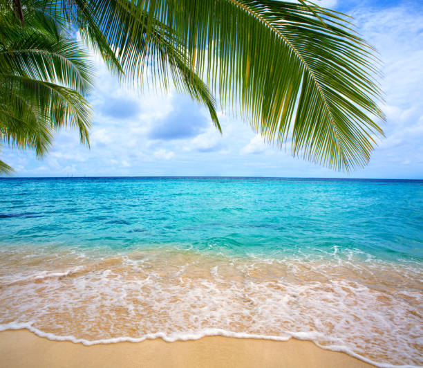 Beautiful caribbean sea and green palm leaves . Sommer ocean landscape as background.