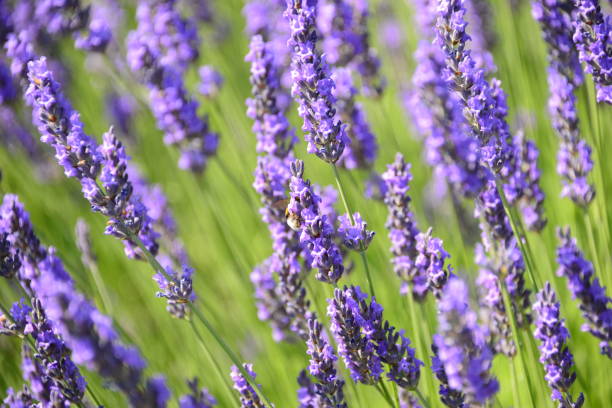 istock Lavender blossom in Spain 641575740