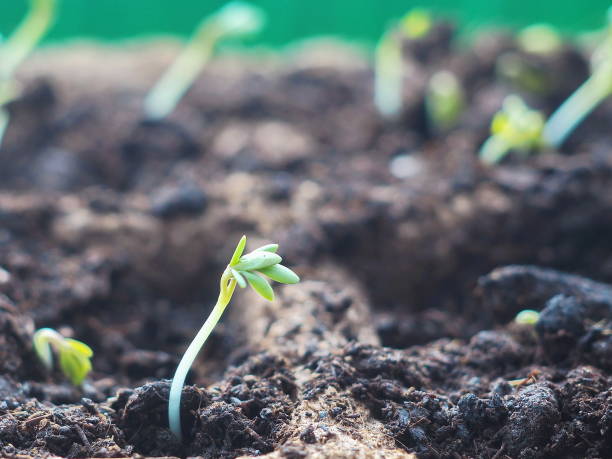 istock New life concept. Green seedling appearing from soil in springtime. 641576146