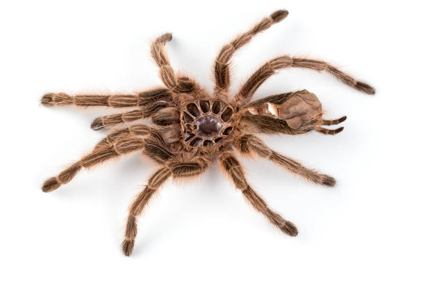 istock Macro photo of brown spider's moult 641577650