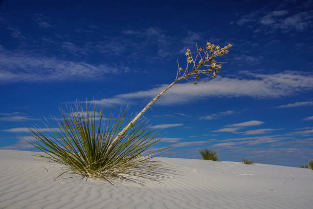 istock White Sands National Monument in New Mexico 641578862