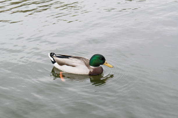 istock Ducks in the pond in Budapest 641579370