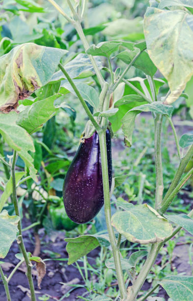 istock Violet Eggplant (Solanum melongena) or aubergine 641579428