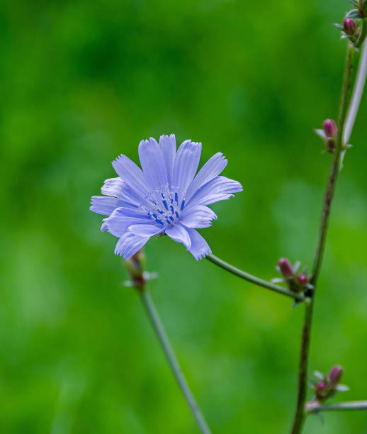 cichorium intybus blaue blume, nahaufnahme, grüne bookeh hintergrund - bookeh stock-fotos und bilder