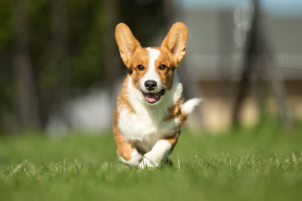 istock Smiling and Happy Welsh Corgi Dog 641579576