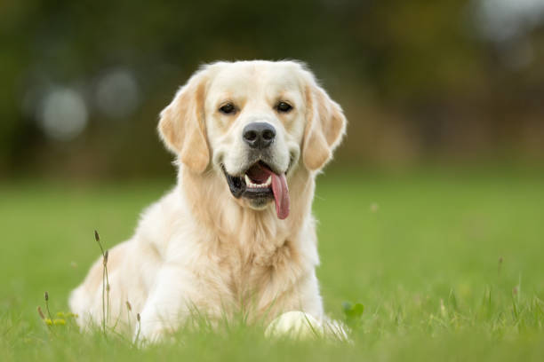 istock Smiling White Golden Retriever Dog 641579642