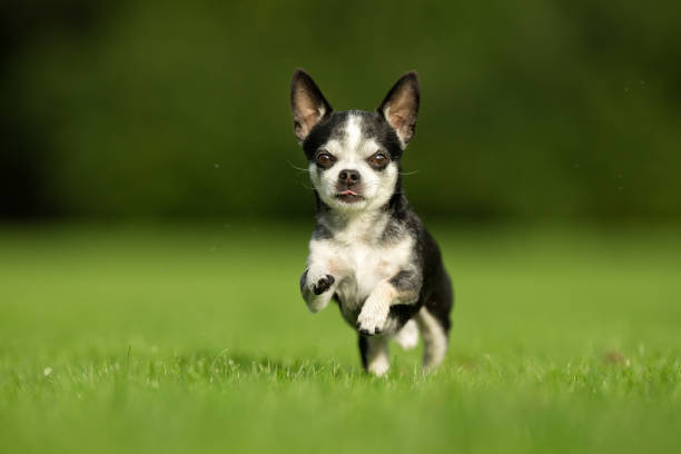 istock Chihuahua Dog on Grass 641580322