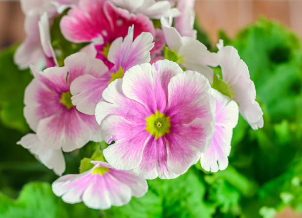 istock Primula obconica touch me, pink with white flowers 641580764