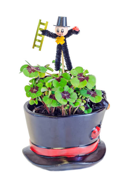 istock Chimney sweeper over green Oxalis, purple spots 641581054