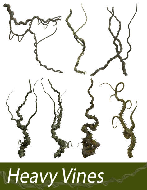 Heavy Vines 3D Elements Builder Various 3D rendered heavy vine elements. thorn vine stock illustrations
