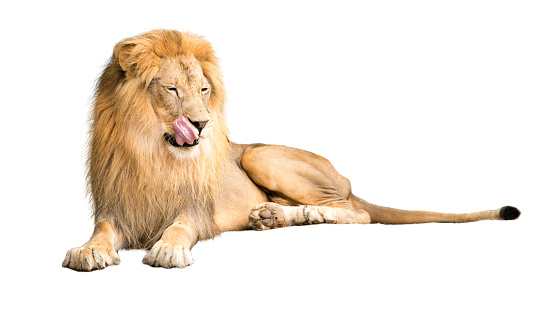 Lion lying down with tongue out to lick lips