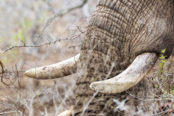 istock Closeup African Elephant Tusks 641582118